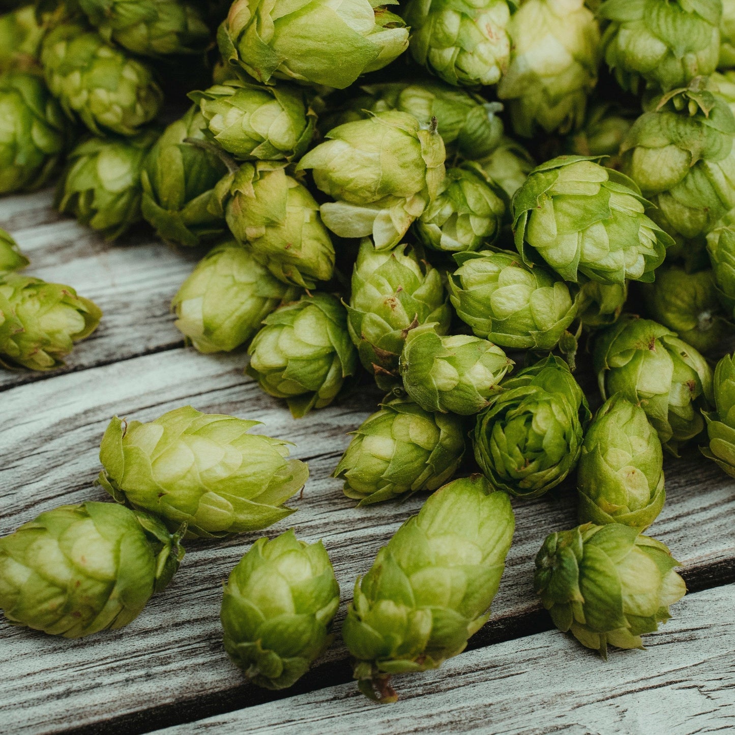 Hops on a wood table